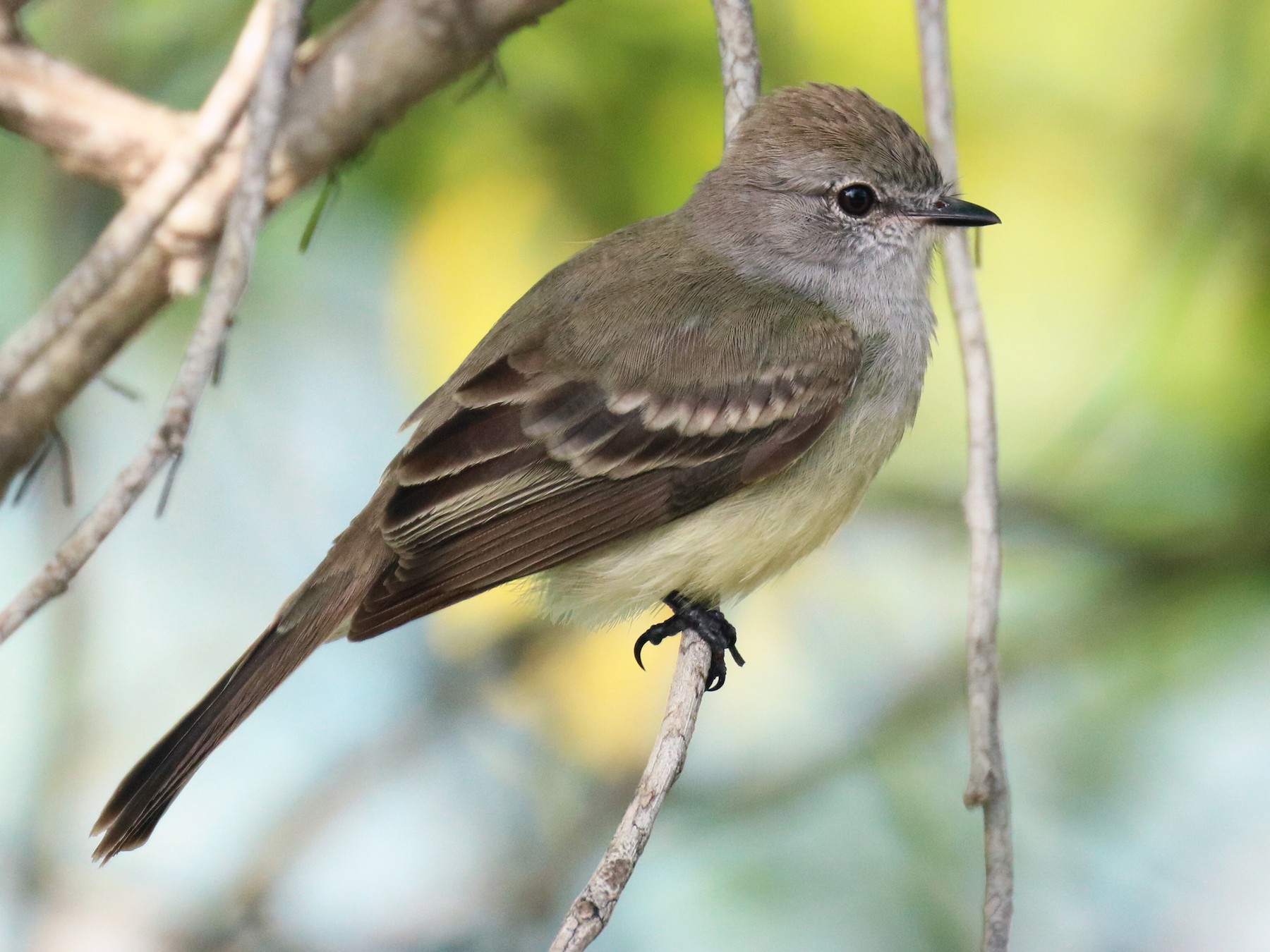 Northern Scrub-Flycatcher - Andrew E Steinmann