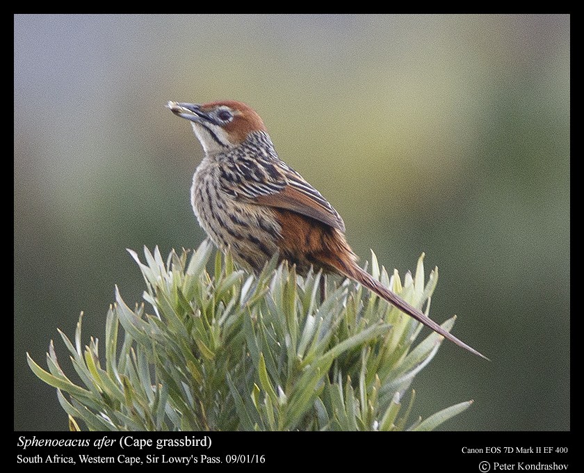 Cape Grassbird - ML206461241