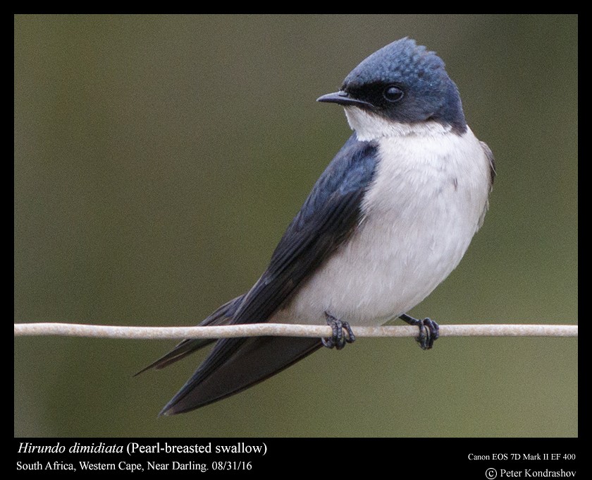 Pearl-breasted Swallow - Peter Kondrashov