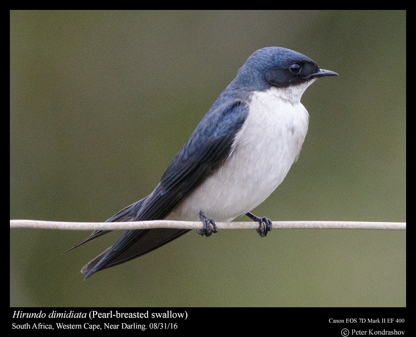 Pearl-breasted Swallow - ML206463531