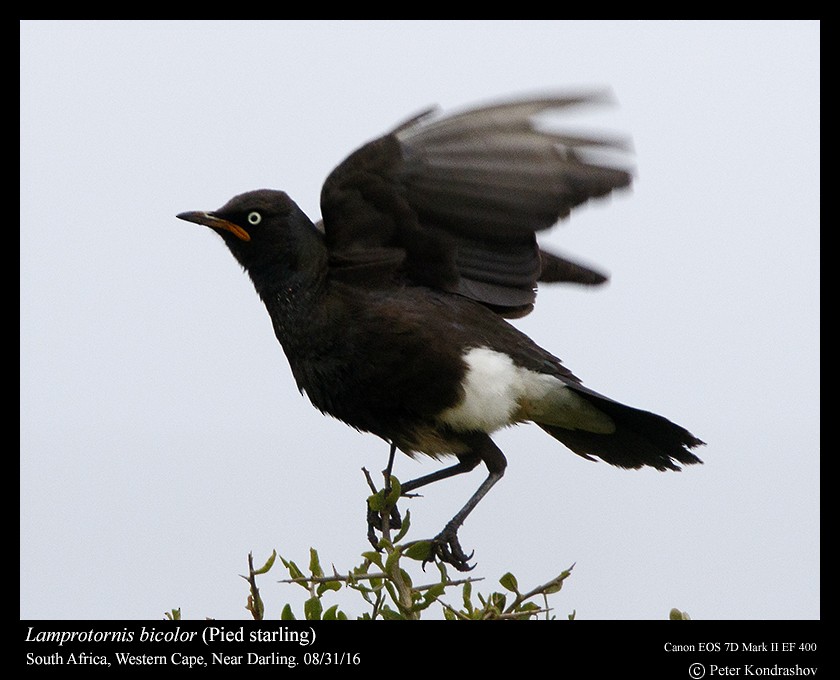 African Pied Starling - ML206463651