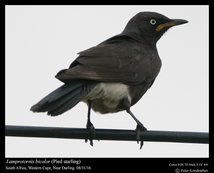 African Pied Starling - ML206463661