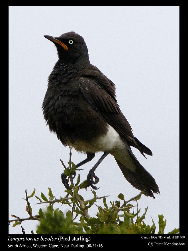 African Pied Starling - ML206463671
