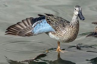 Blue-winged Teal, ML206464301
