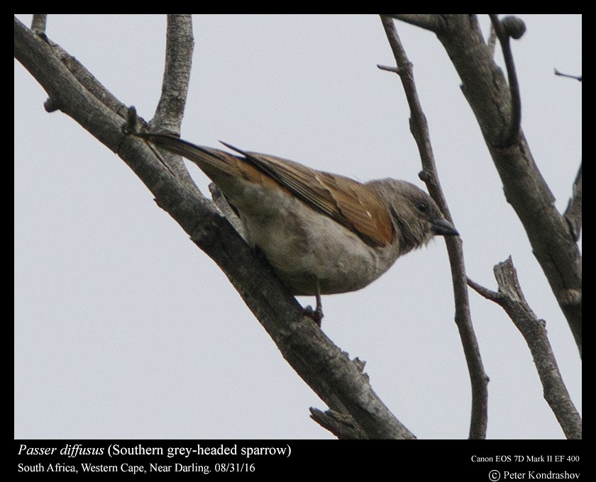 Southern Gray-headed Sparrow - ML206464401