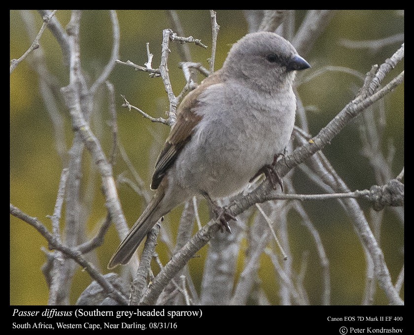 Southern Gray-headed Sparrow - ML206464411