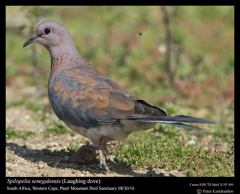 Laughing Dove - ML206466071
