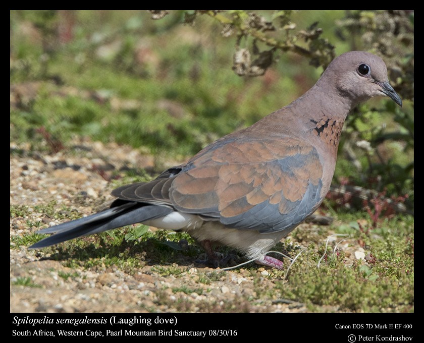 Laughing Dove - ML206466081