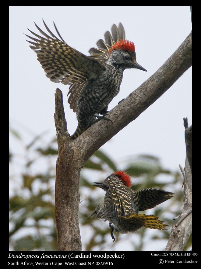Cardinal Woodpecker - ML206469601