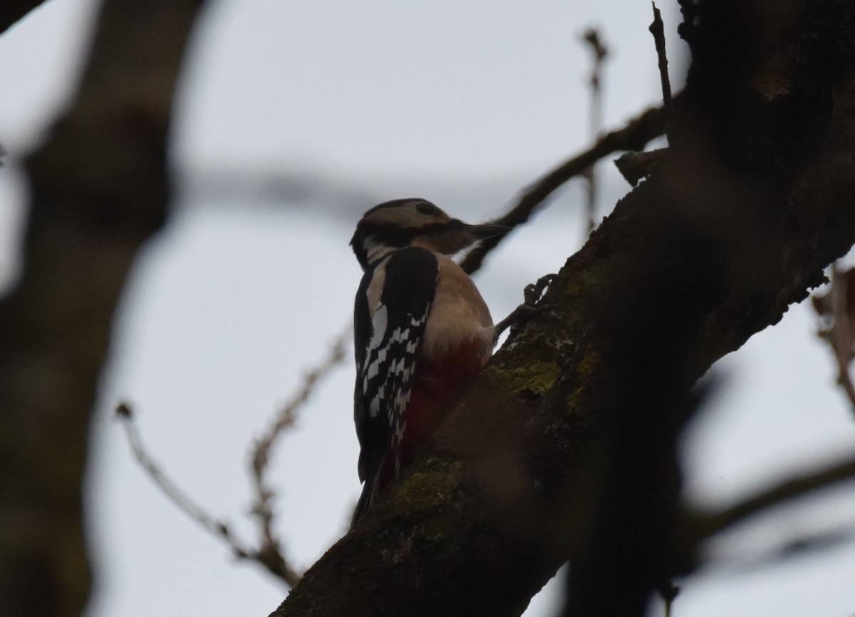 Great Spotted Woodpecker (Great Spotted) - ML206470901