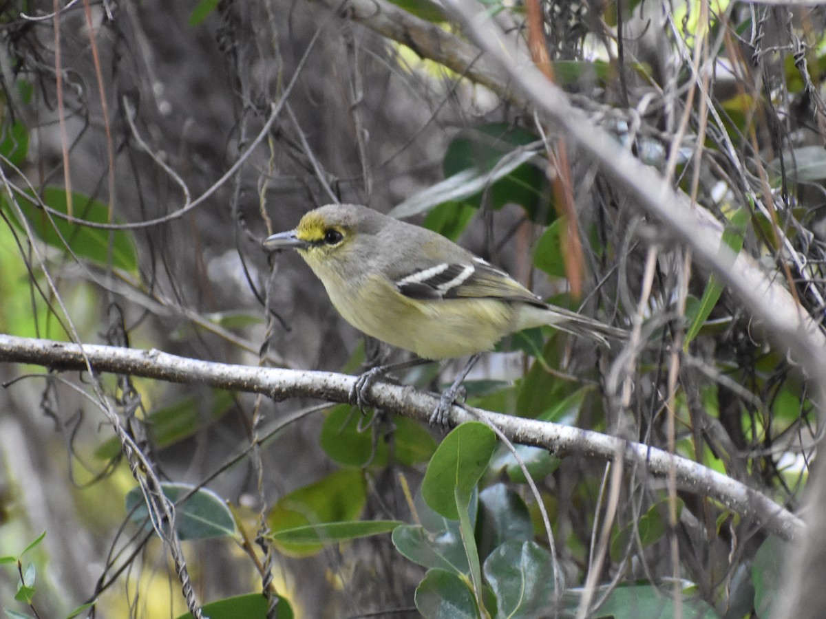 Thick-billed Vireo - ML206471591