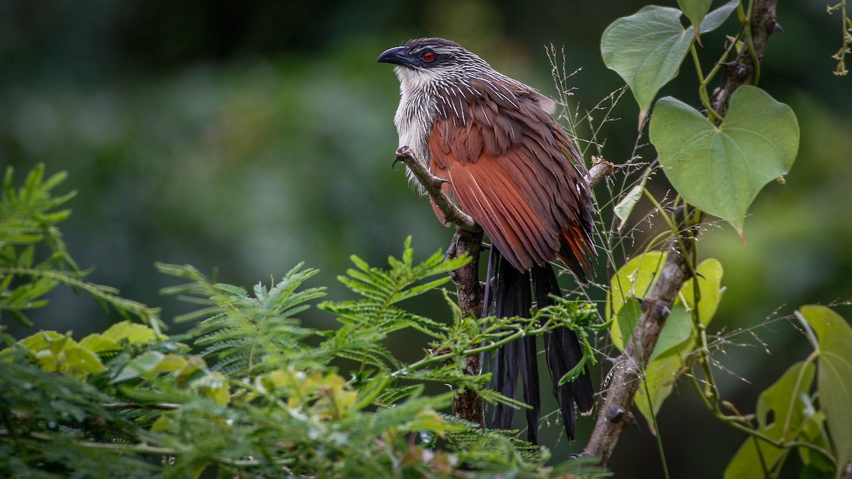 White-browed Coucal - Michael Riffel