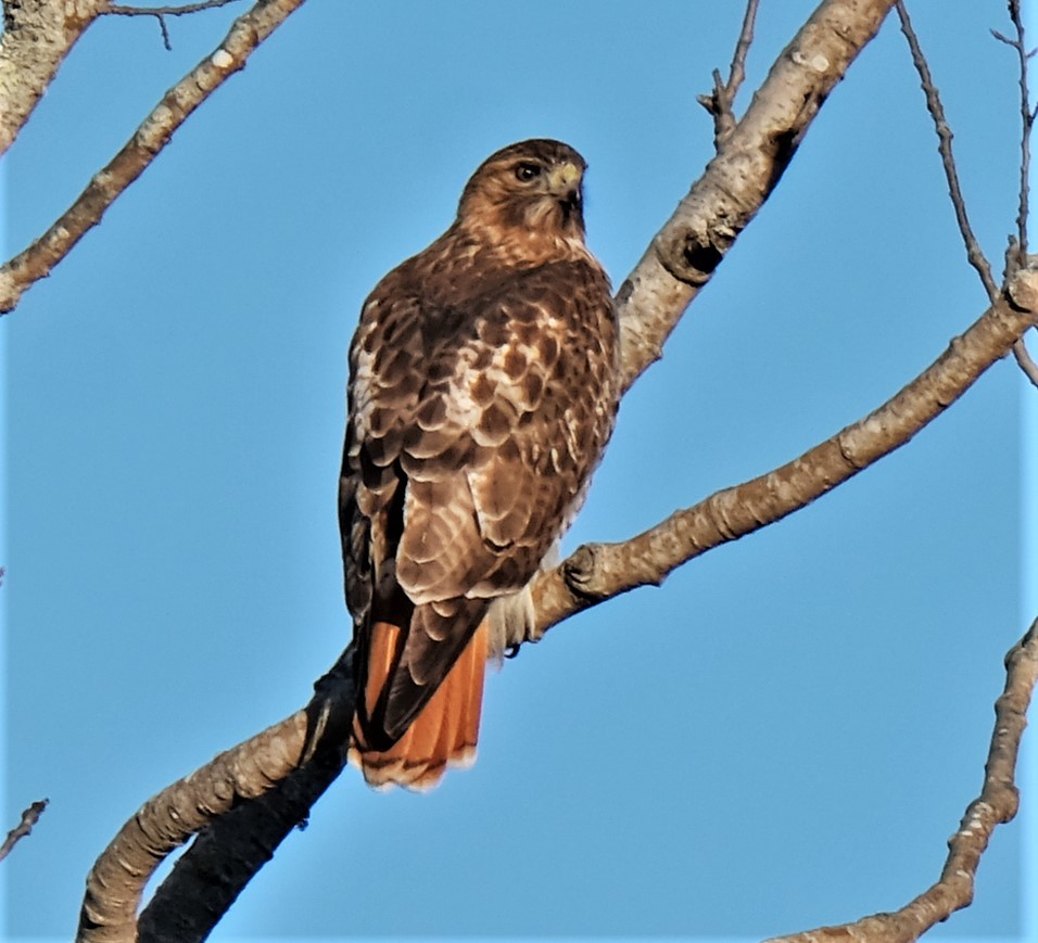 Red-tailed Hawk - ML206478631