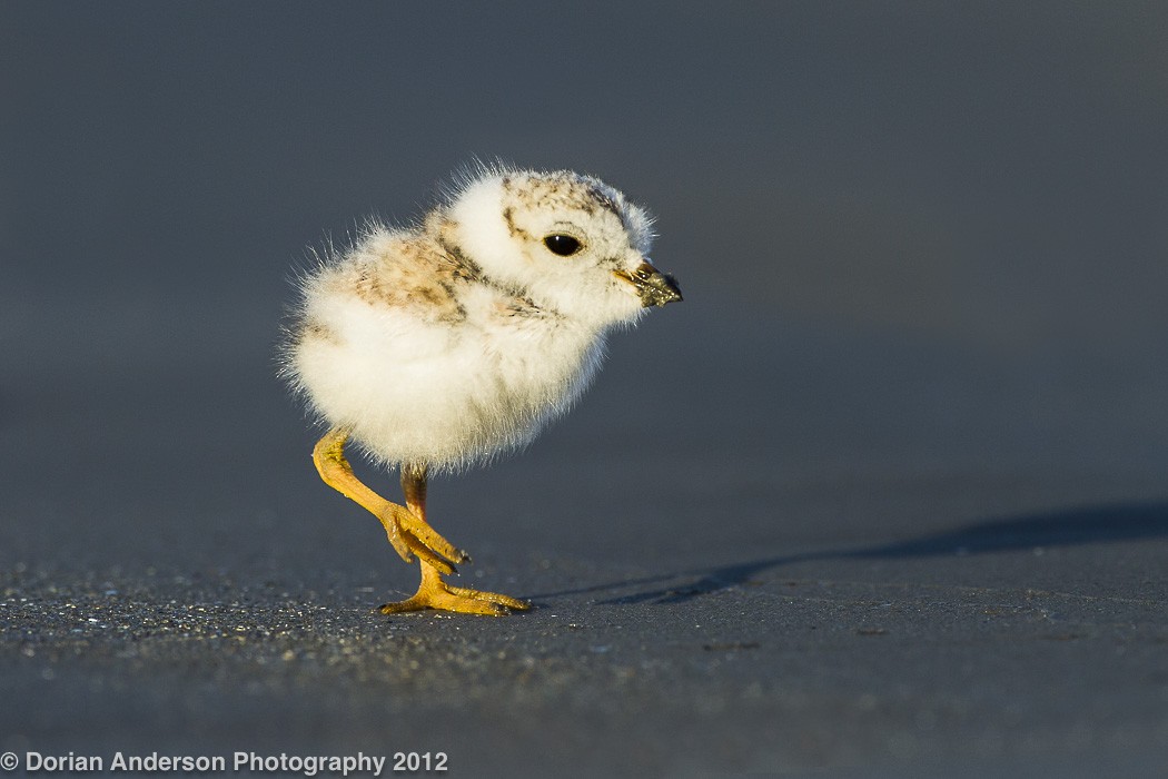 Piping Plover - ML20647911