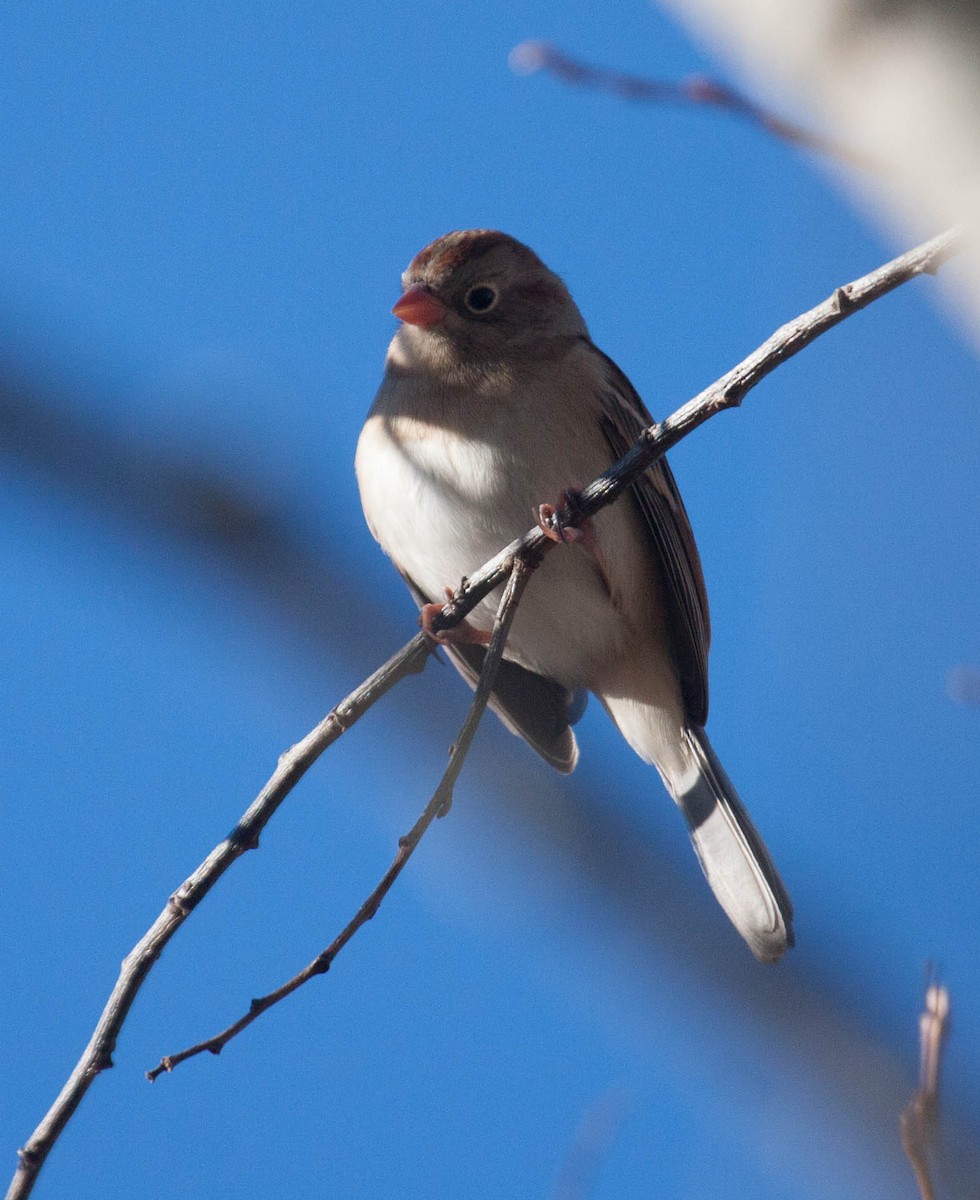 Field Sparrow - ML20648341