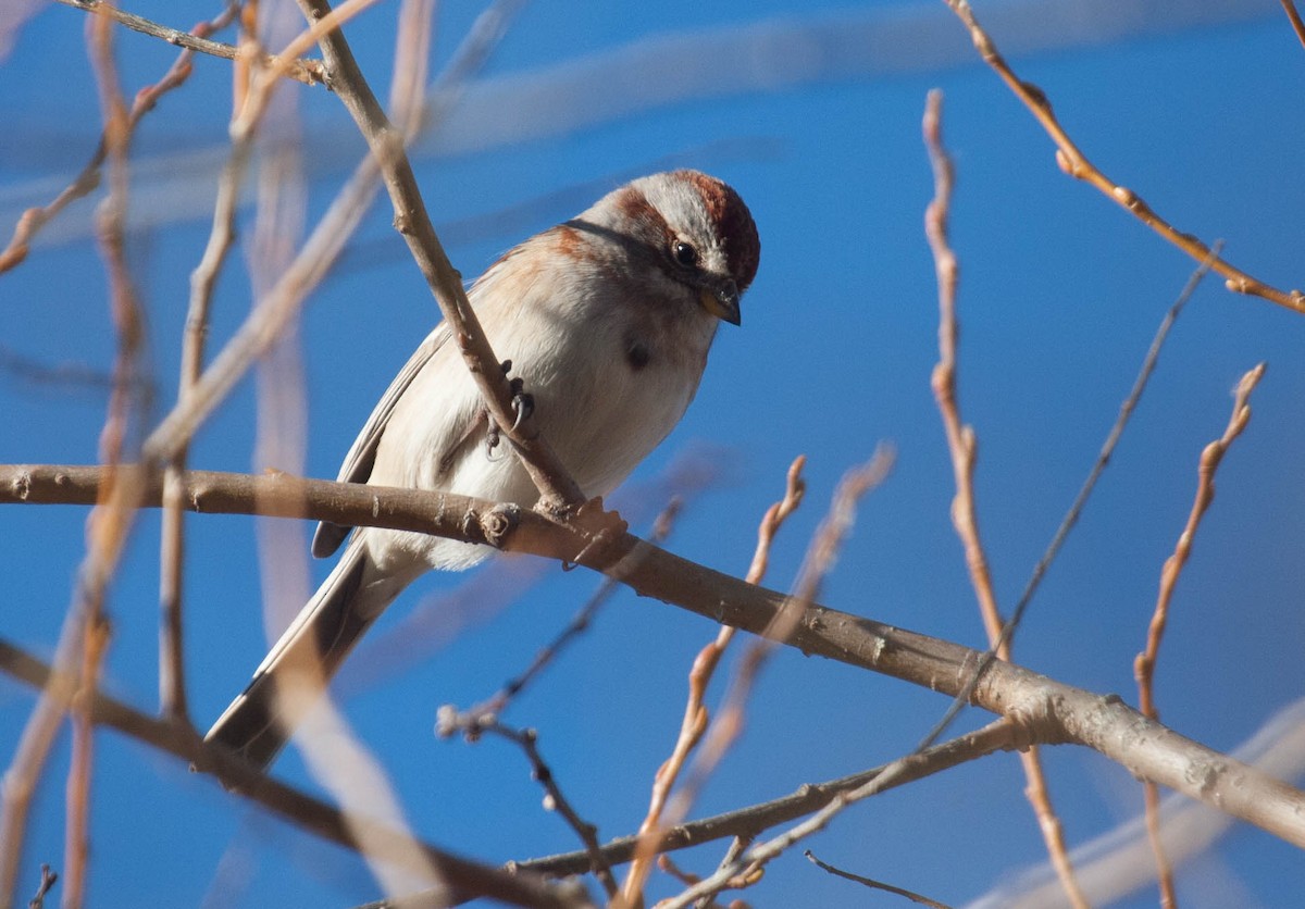 American Tree Sparrow - Marshall Iliff