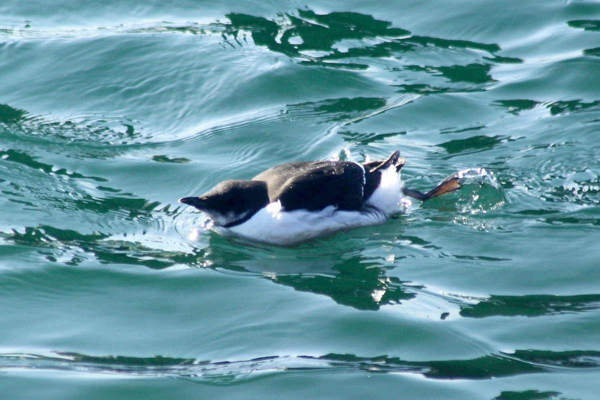 Thick-billed Murre - Nancy Villone