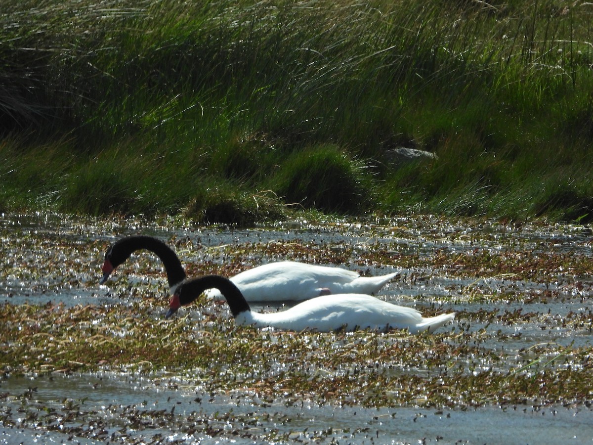 Black-necked Swan - william tyrer