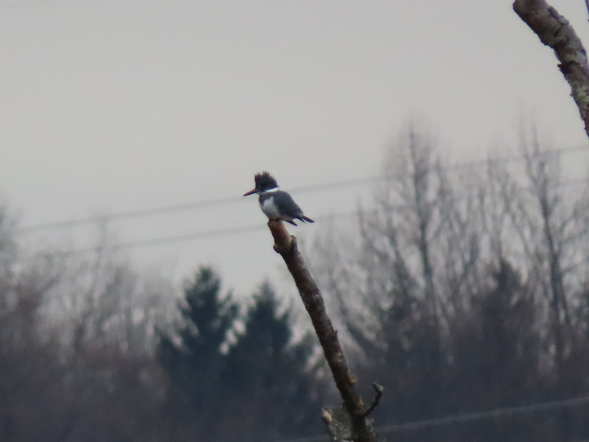 Belted Kingfisher - ML206491061