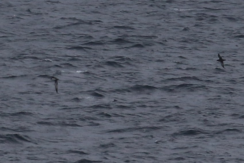 Pink-footed Shearwater - ML20649161
