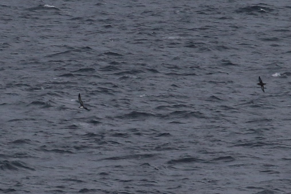 Pink-footed Shearwater - ML20649171