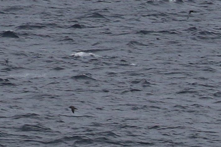 Pink-footed Shearwater - ML20649181