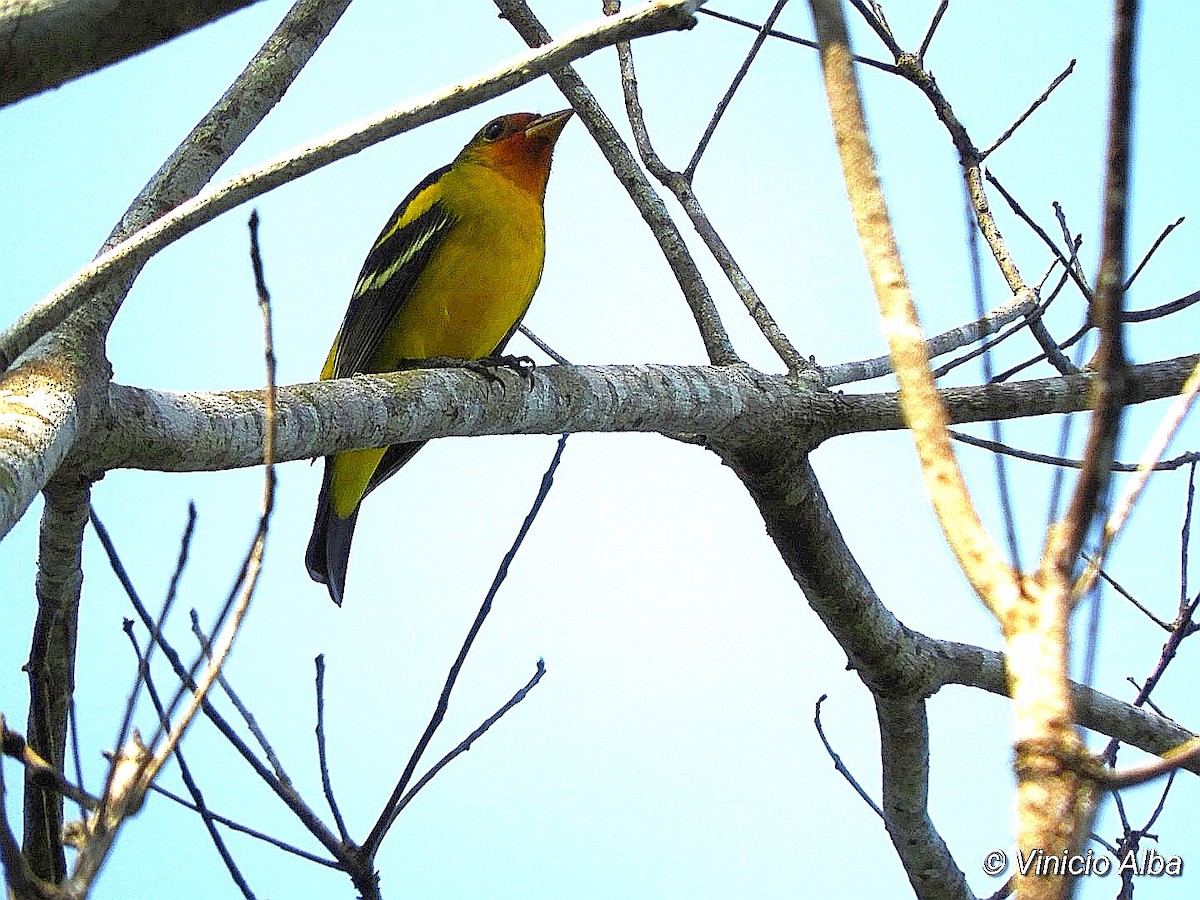 Western Tanager - ML206492111