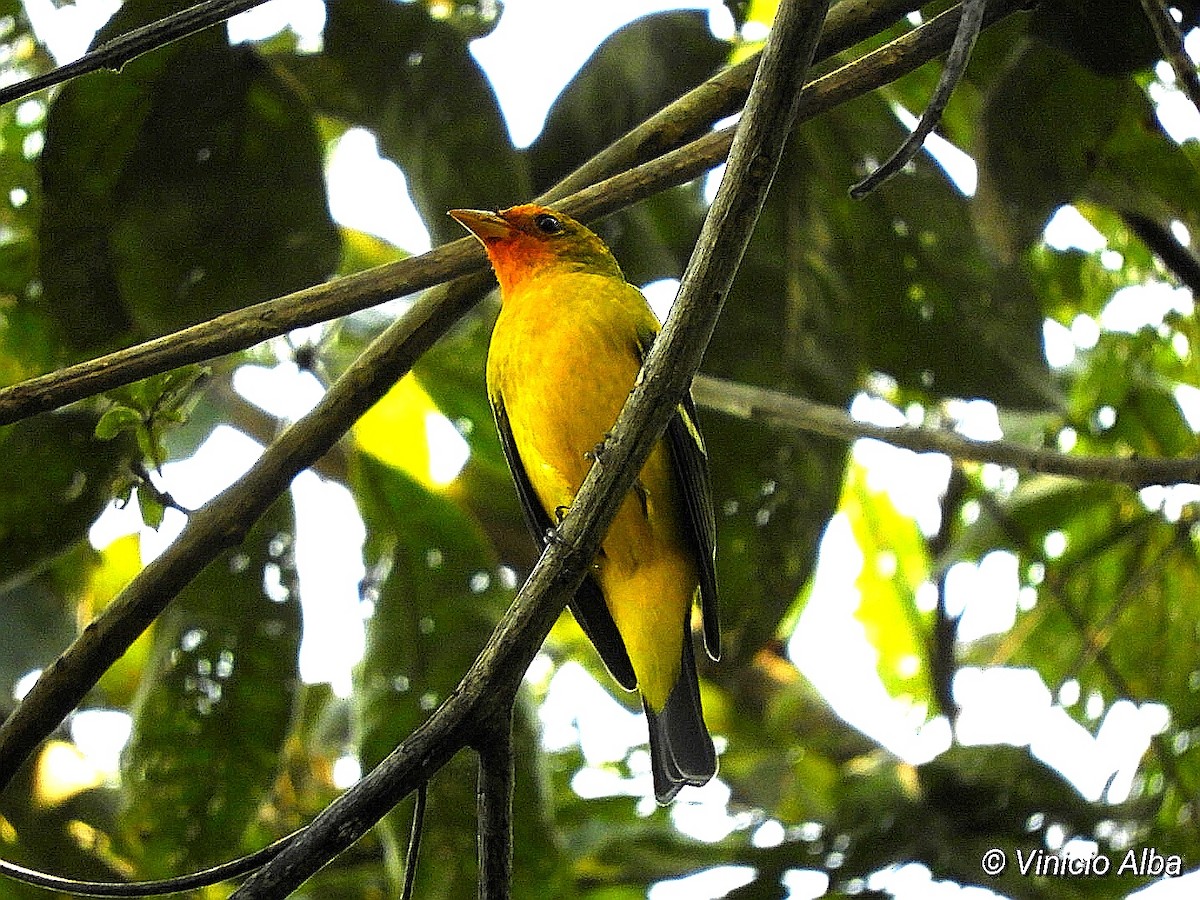 Western Tanager - ML206492191