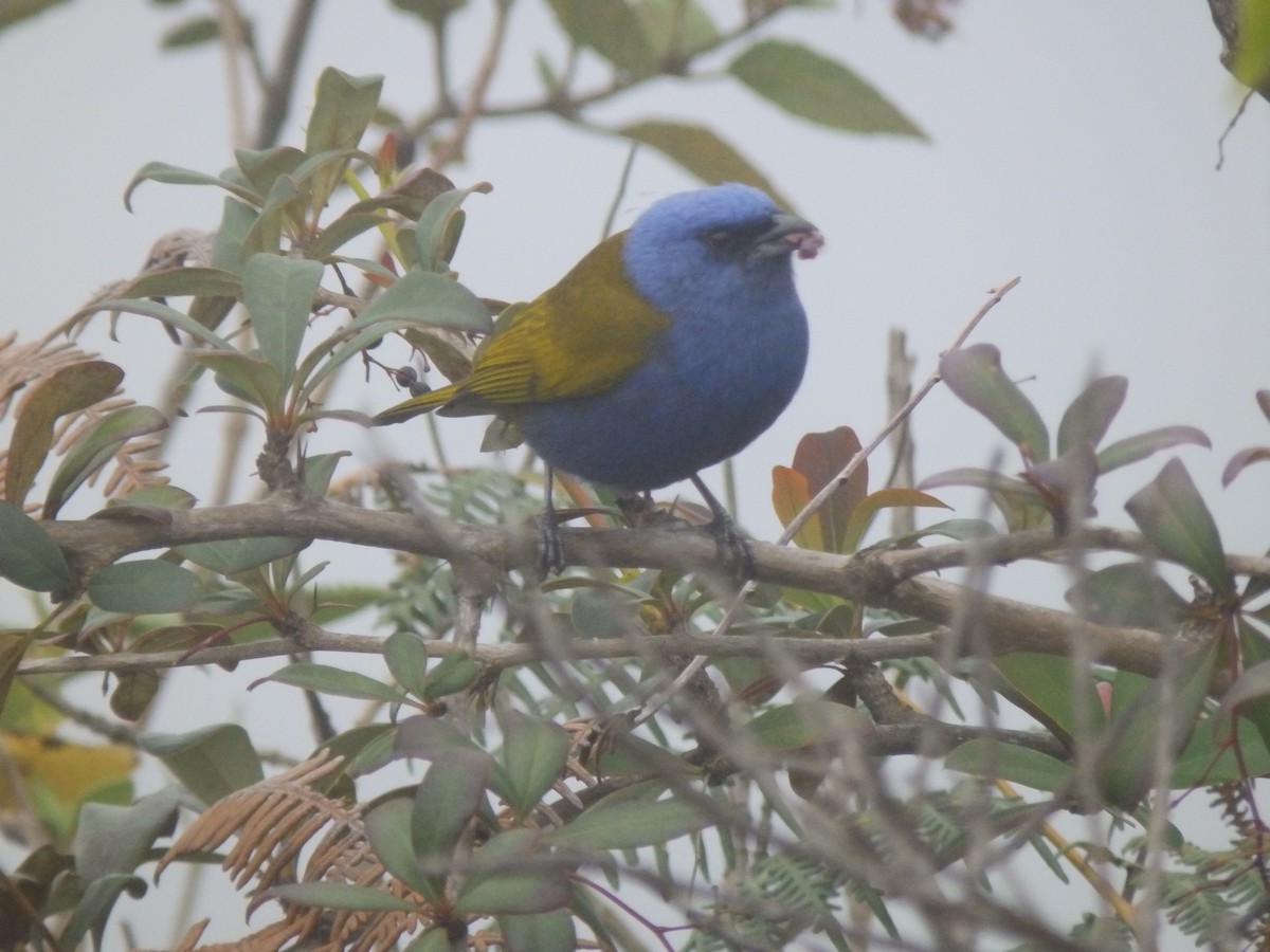 Blue-capped Tanager - ML206493671