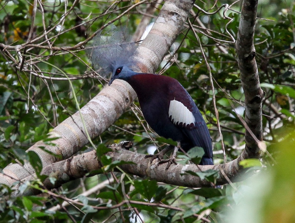 Sclater's Crowned-Pigeon - ML206503741