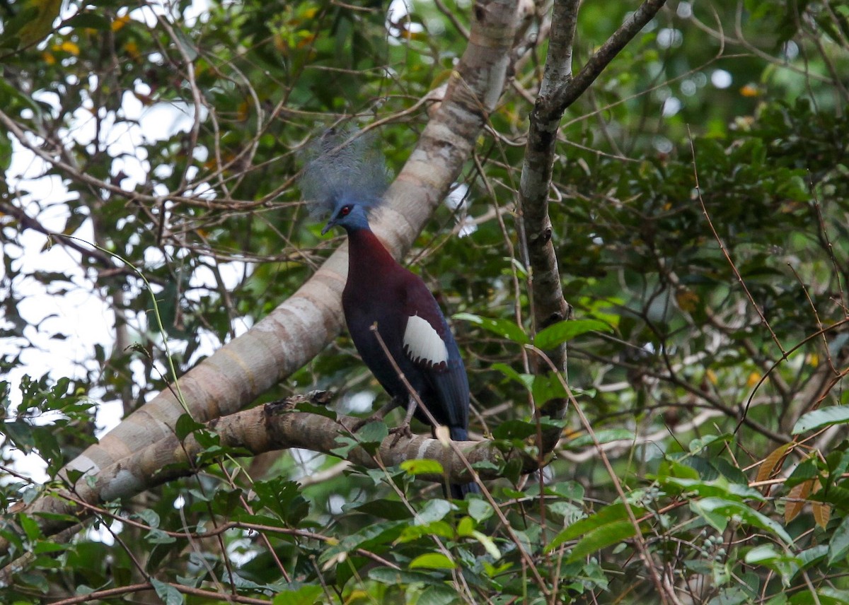 Sclater's Crowned-Pigeon - ML206503751
