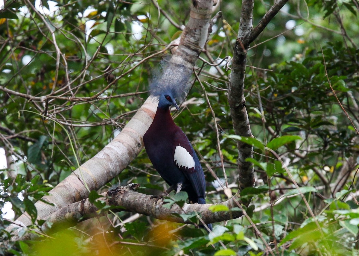 Sclater's Crowned-Pigeon - ML206503761