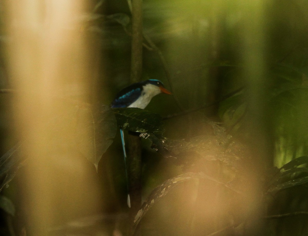 Common Paradise-Kingfisher - Pam Rasmussen