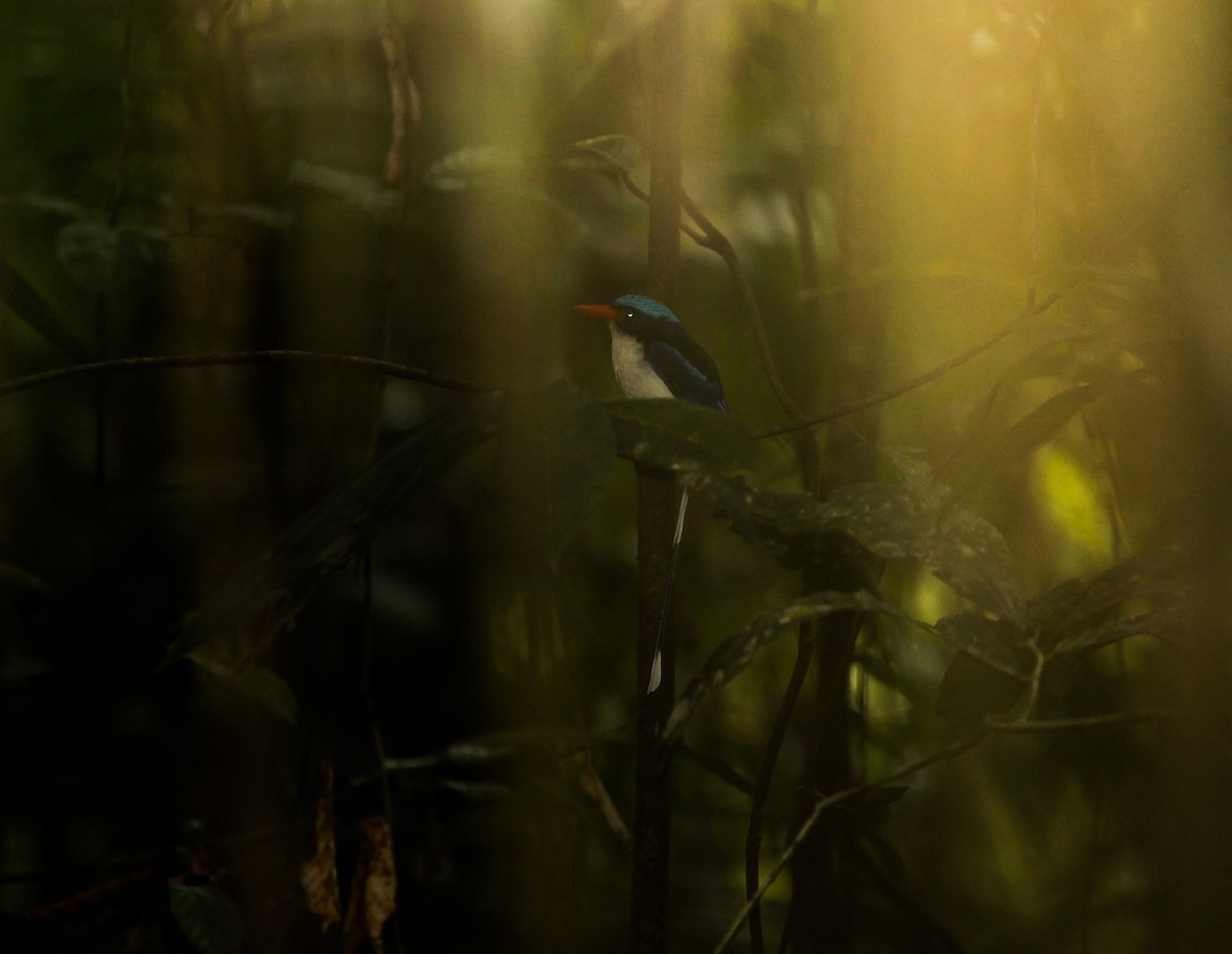 Common Paradise-Kingfisher - Pam Rasmussen
