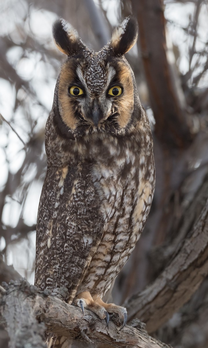 Long-eared Owl - Steve Wickliffe