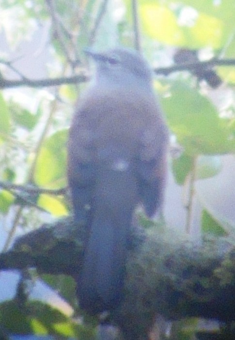 Brown-backed Solitaire - ML206506591