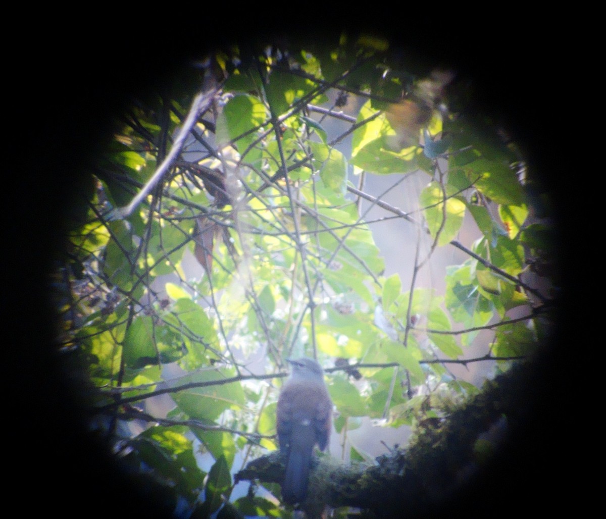 Brown-backed Solitaire - ML206506611