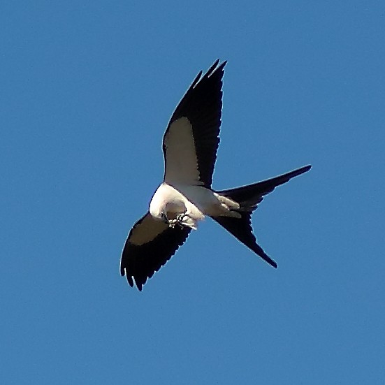 Swallow-tailed Kite - ML206507321