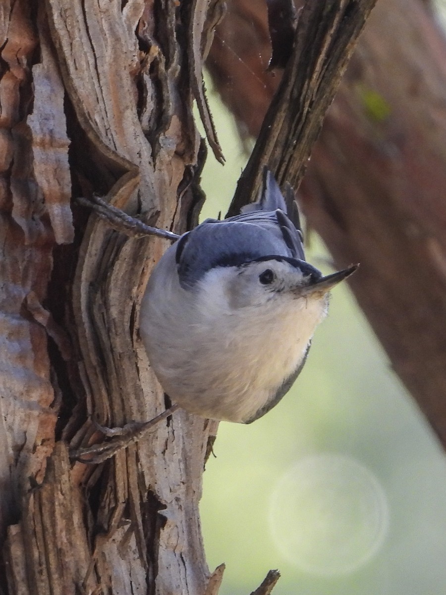 White-breasted Nuthatch - Jeanette Stone