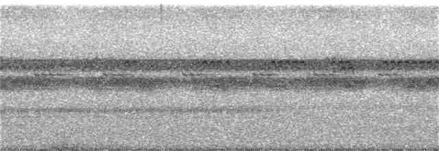 Ohrennachtschwalbe - ML206511371