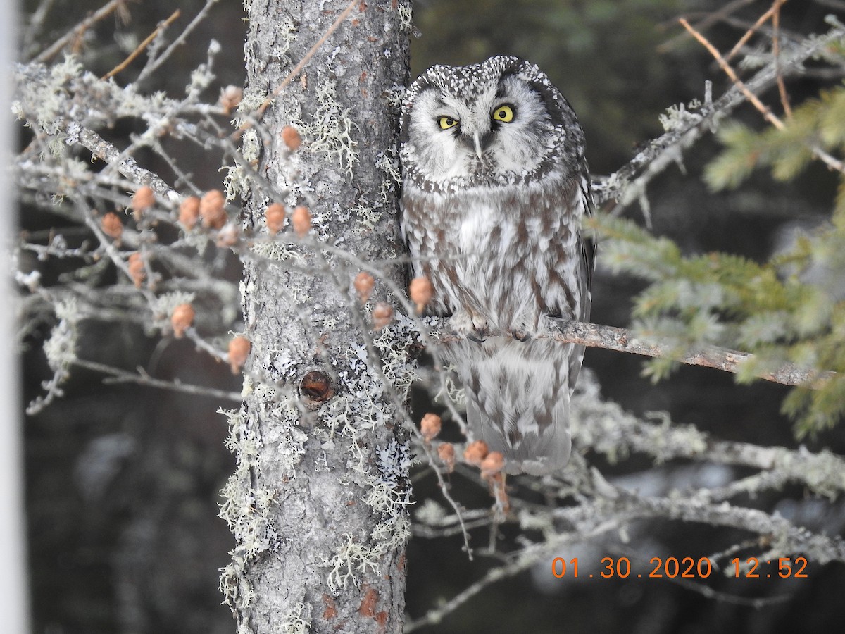 Boreal Owl - ML206515131