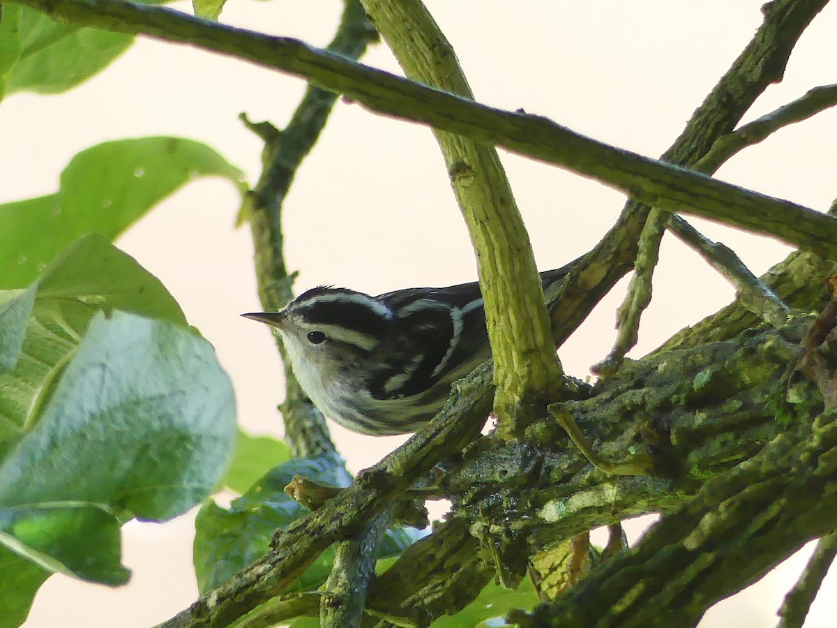 Black-and-white Warbler - ML206519281