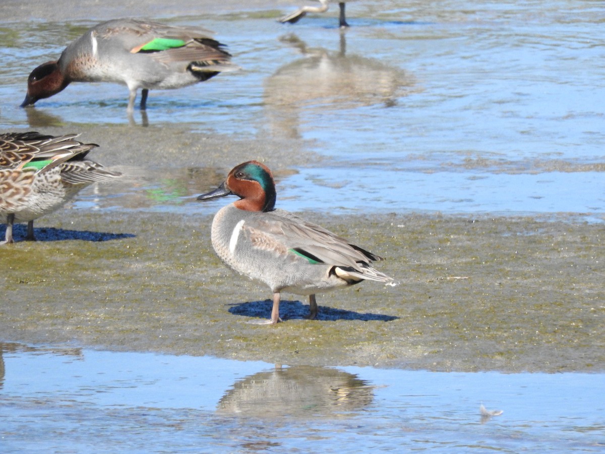 Green-winged Teal - ML206521111