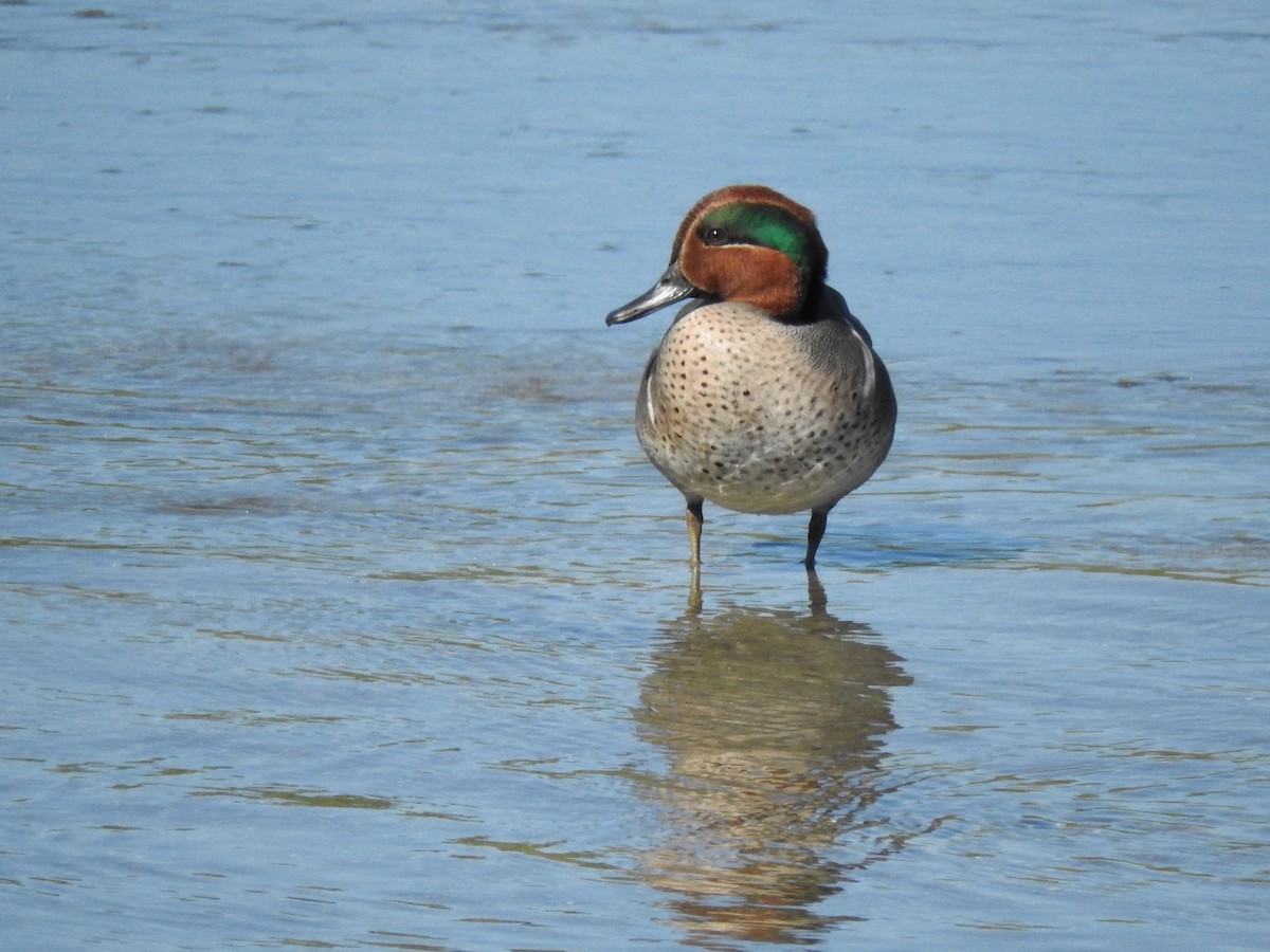 Green-winged Teal - ML206521121