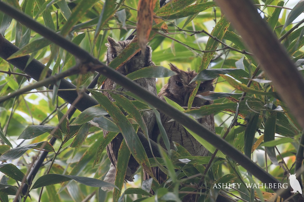 Tropical Screech-Owl - Ashley Wahlberg (Tubbs)