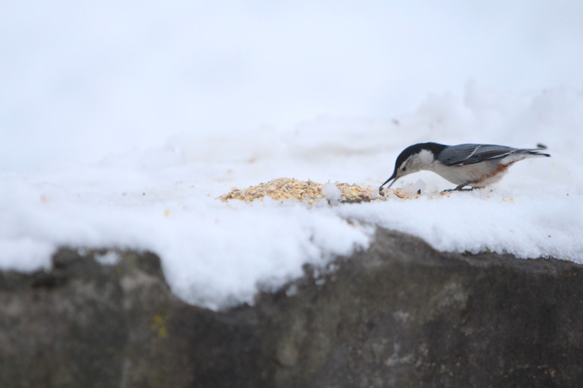 White-breasted Nuthatch - ML206523561