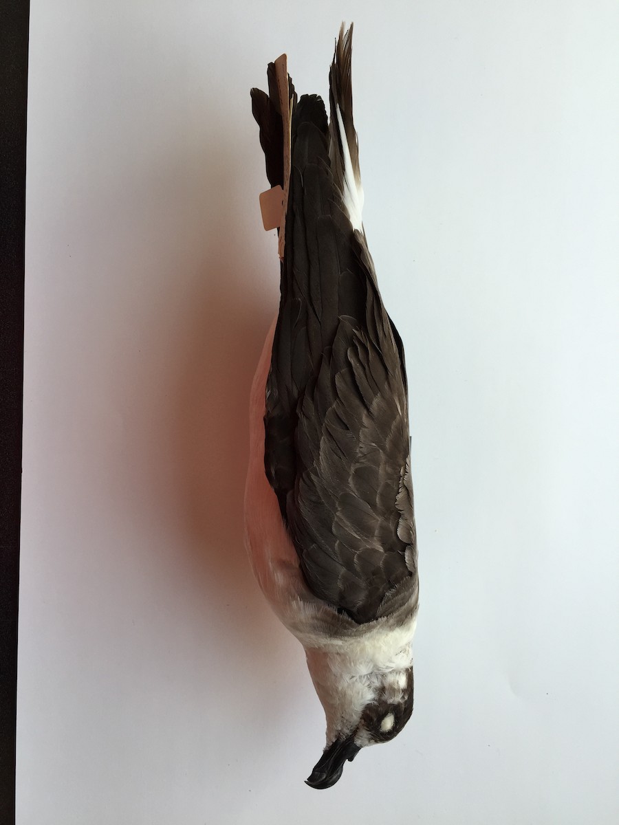 Black-capped Petrel (Dark-faced) - ML20652501