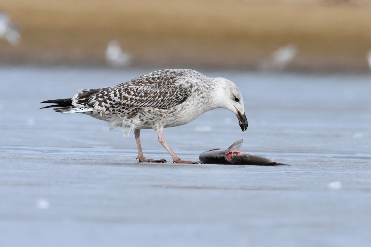 Great Black-backed Gull - Andy Bankert