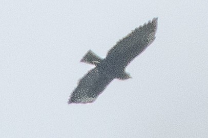 Short-tailed Hawk - Graham Deese