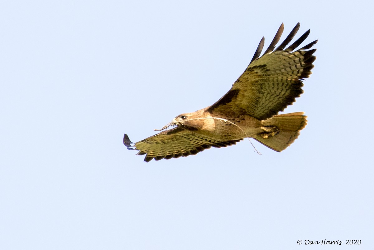 Red-tailed Hawk - ML206529381